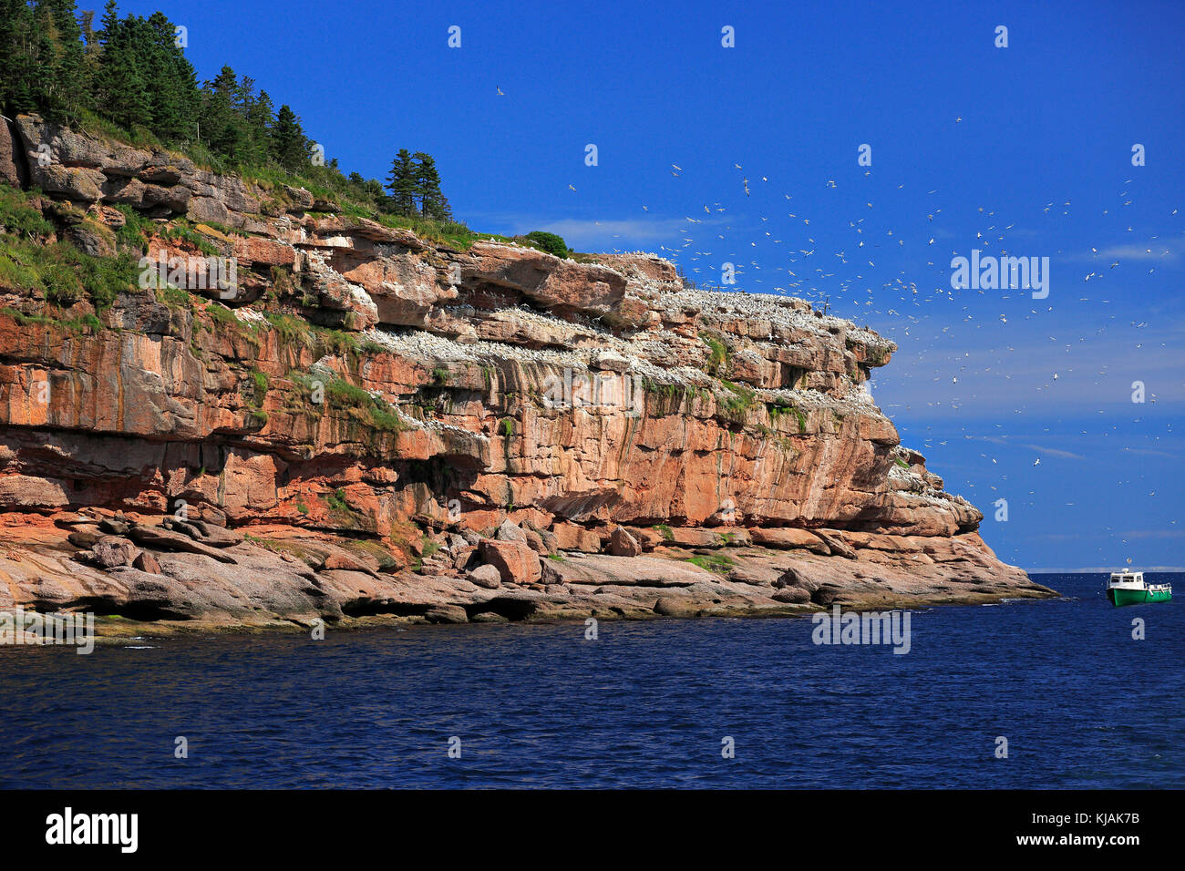 Bonaventure Island and Northern colony in Gaspesie, Quebec