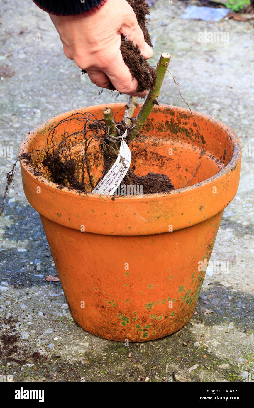 Adding compost round the bare roots of a rose planted up in a terracotta pot Stock Photo Alamy