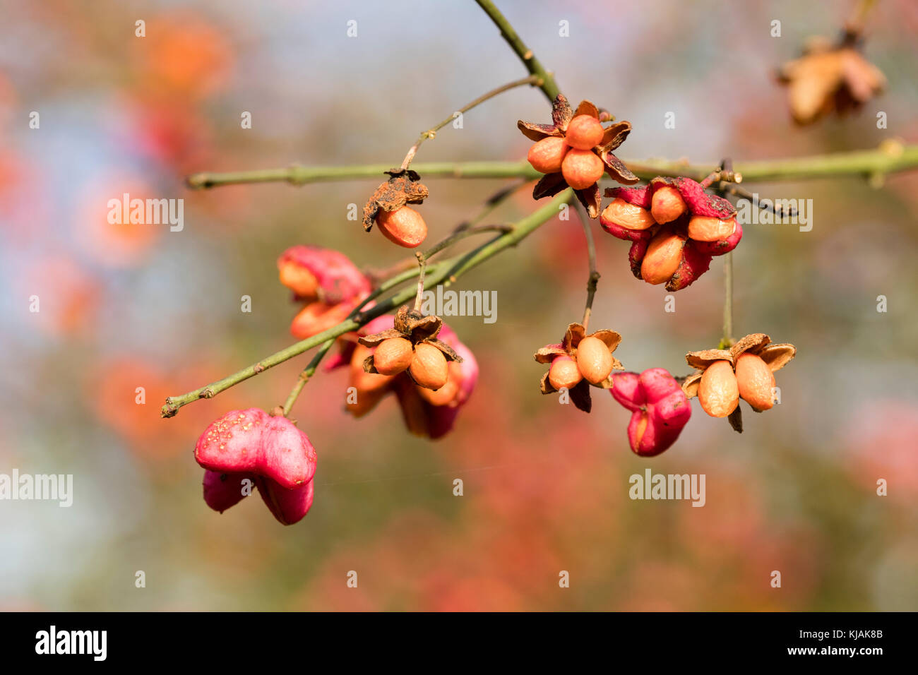 Orange seeds in the pink capsular fruits of the UK native hedgerow spindle tree, Euonymus europaeus Stock Photo