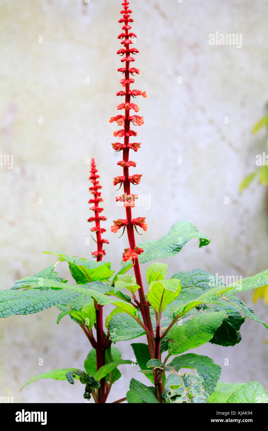 Woody salvia hires stock photography and images Alamy