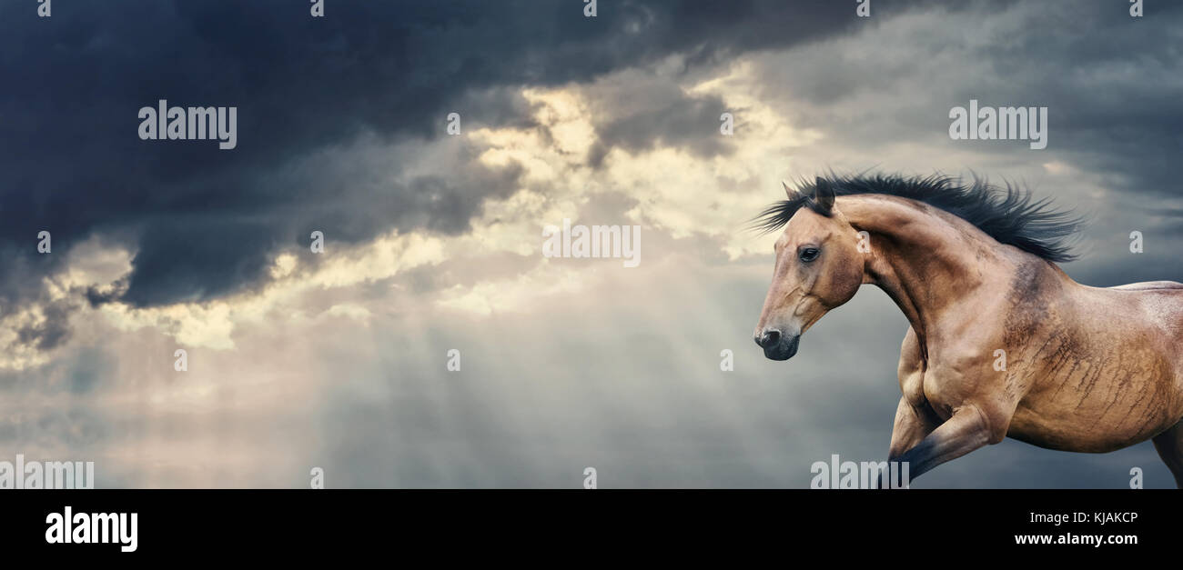 Horses Running In The Rain