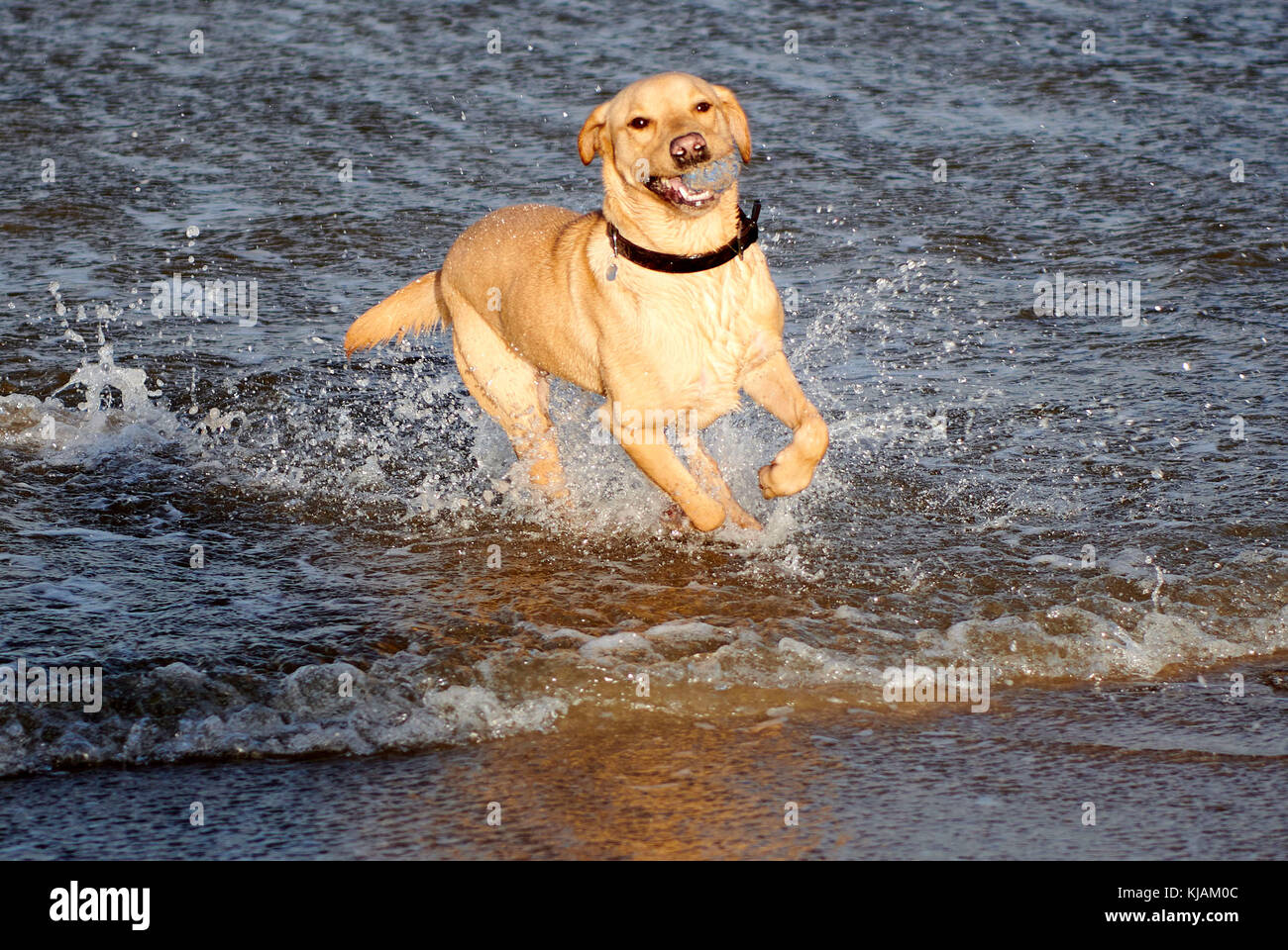 Hector the happy Labrador, in the sea off north west Scotland Stock Photo