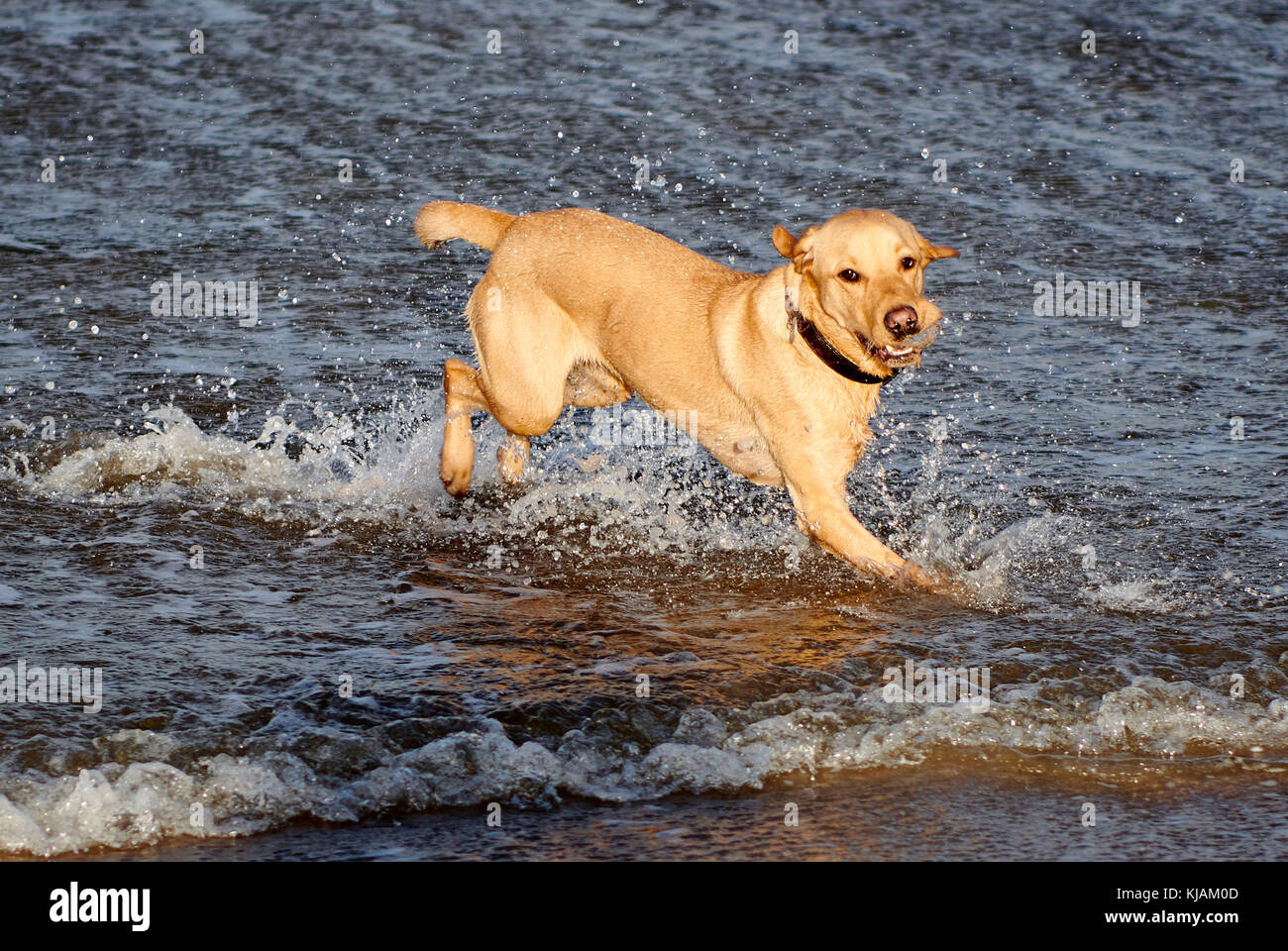 Hector the happy Labrador, in the sea off north west Scotland Stock Photo