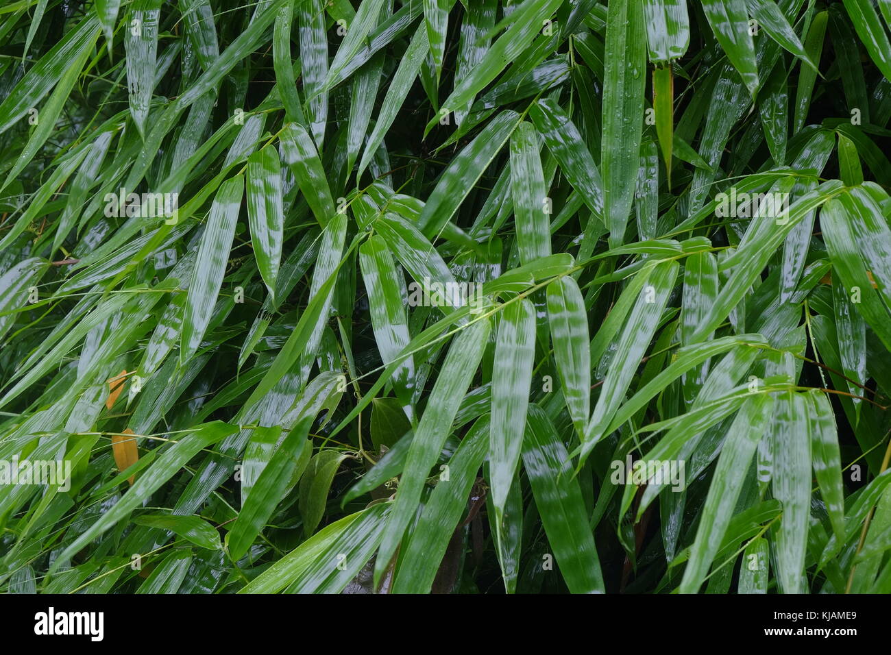 Wet bamboo leaves after the rain in the Shunan Bamboo Forest in Sichuan province at China Stock Photo