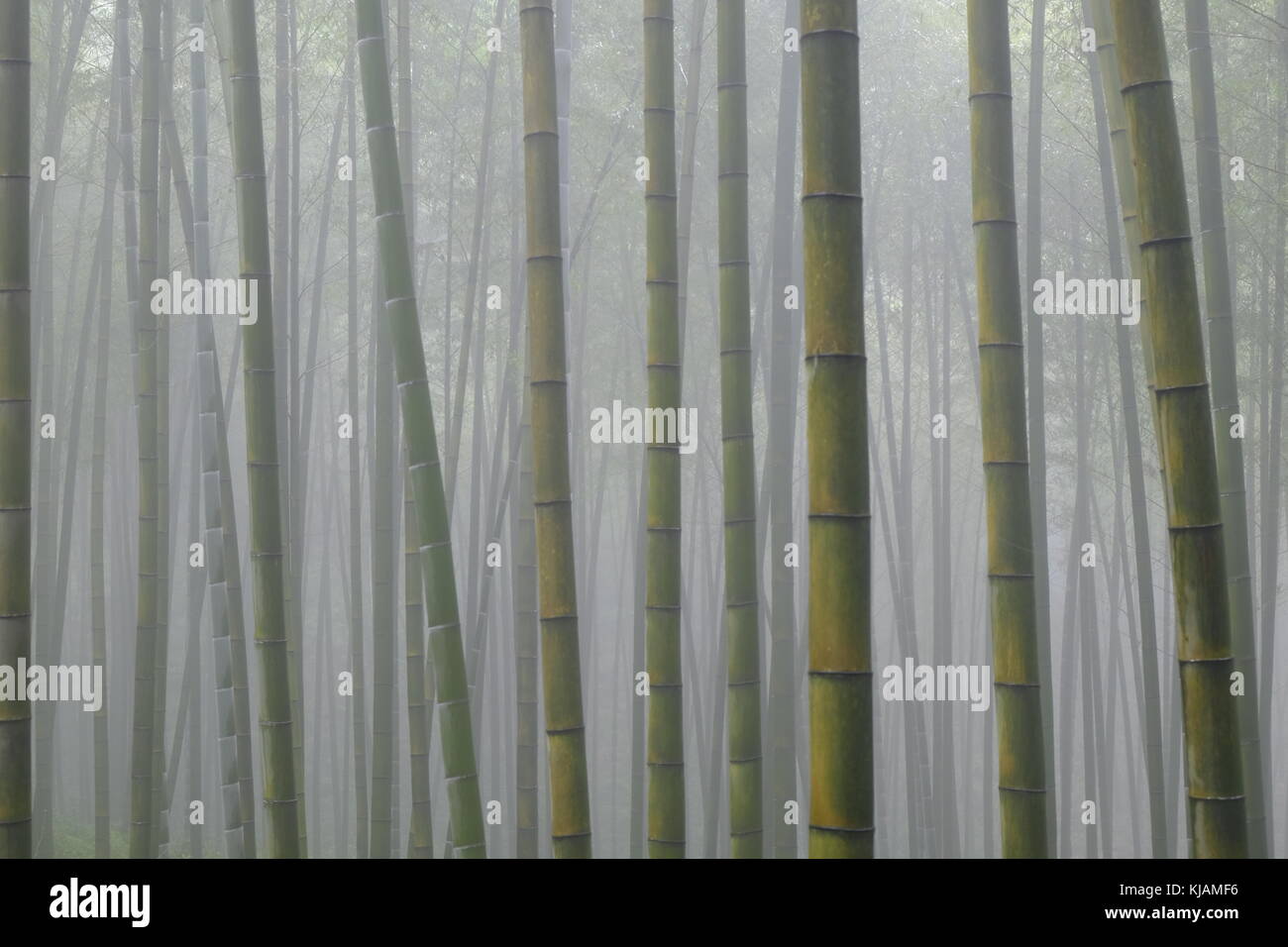 Foggy landscape pictures at the Shunan Bamboo Forest in China, Sichuan province. Stock Photo