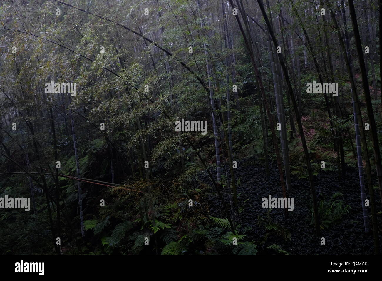Pre dawn darkness in the bamboo forest at the Shunan Bamboo Forest at Sichuan province at China Stock Photo