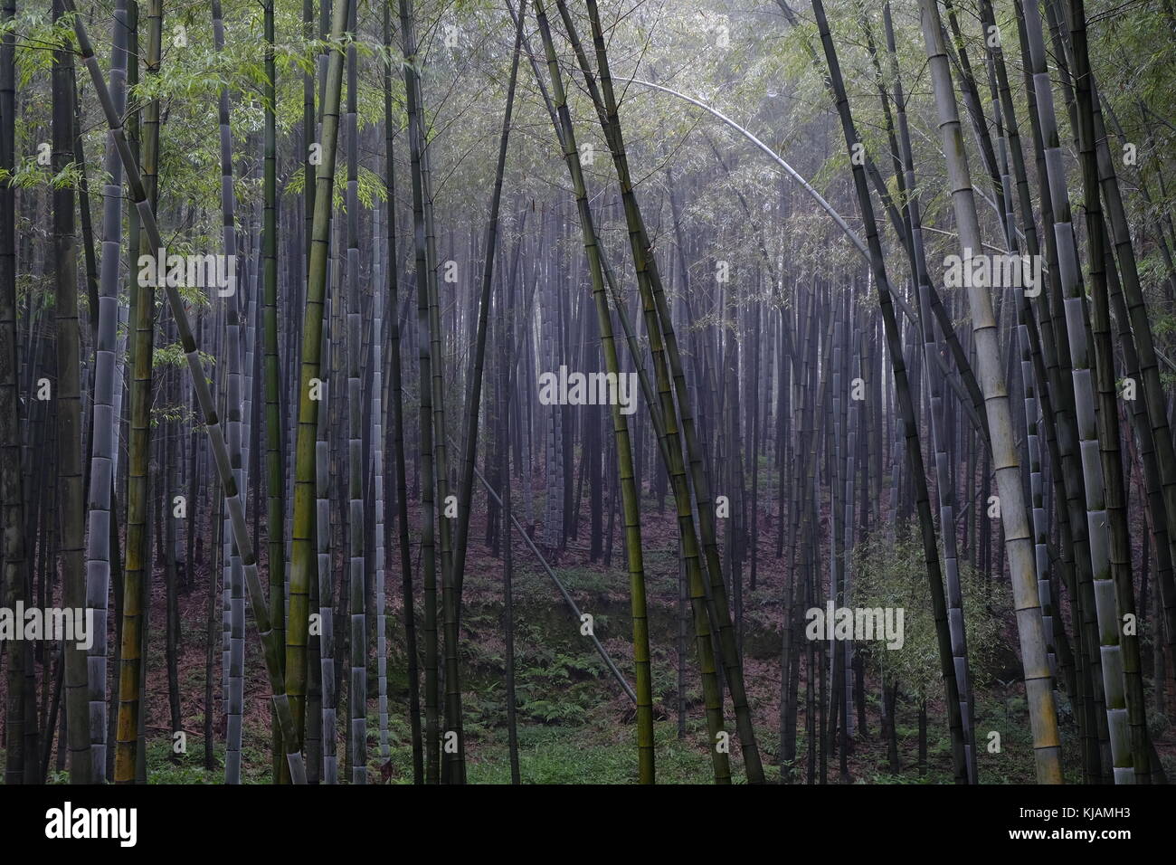 Different coloured bamboos at the Shunan Bamboo Forest in Sichuan province at China Stock Photo