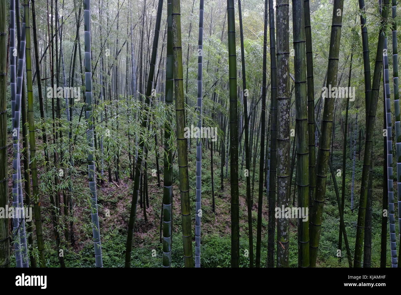 Deep green bamboo forest at the Shunan Bamboo Forest in Sichuan province at China Stock Photo