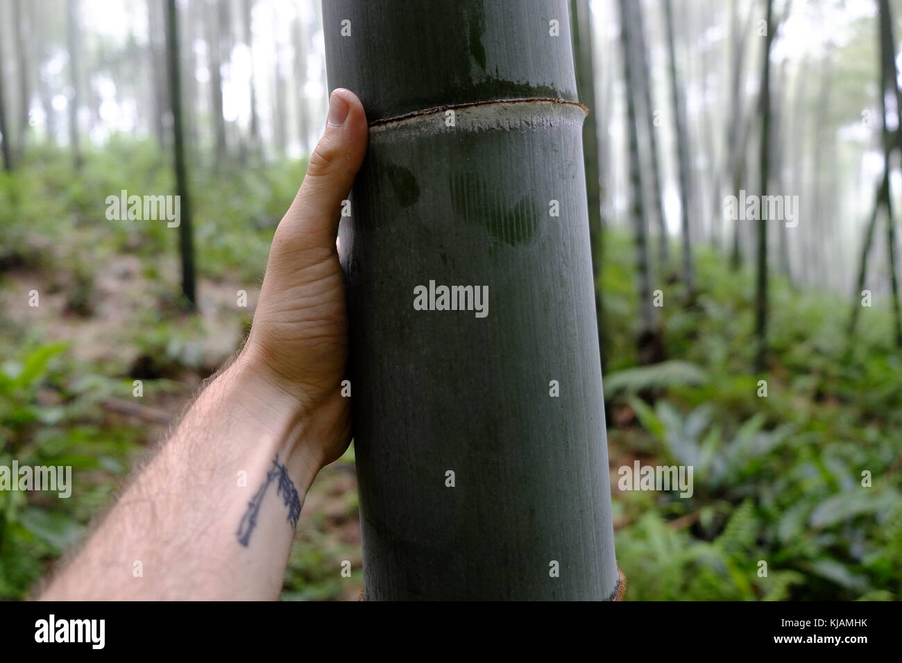 My hand to measure the size of a bamboo in the Shunan Bamboo Forest in Sichuan province in China Stock Photo