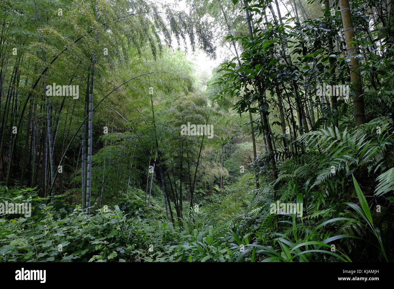 Deep green bamboo forest at the Shunan Bamboo Forest in Sichuan province at China Stock Photo