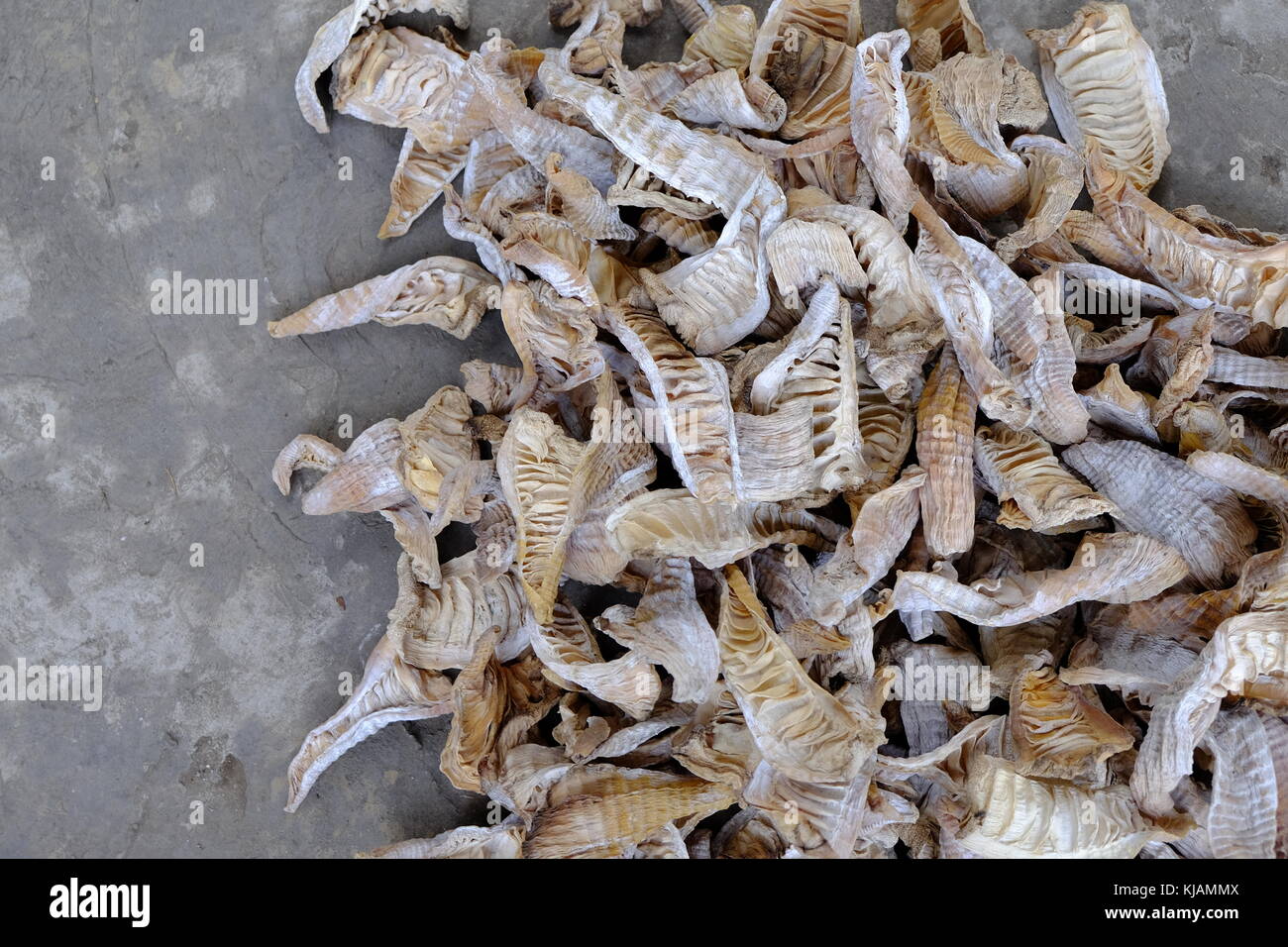 Bamboo shoots are drying under the sun at the Shunan Bamboo Forest in Sichuan province at China. Stock Photo
