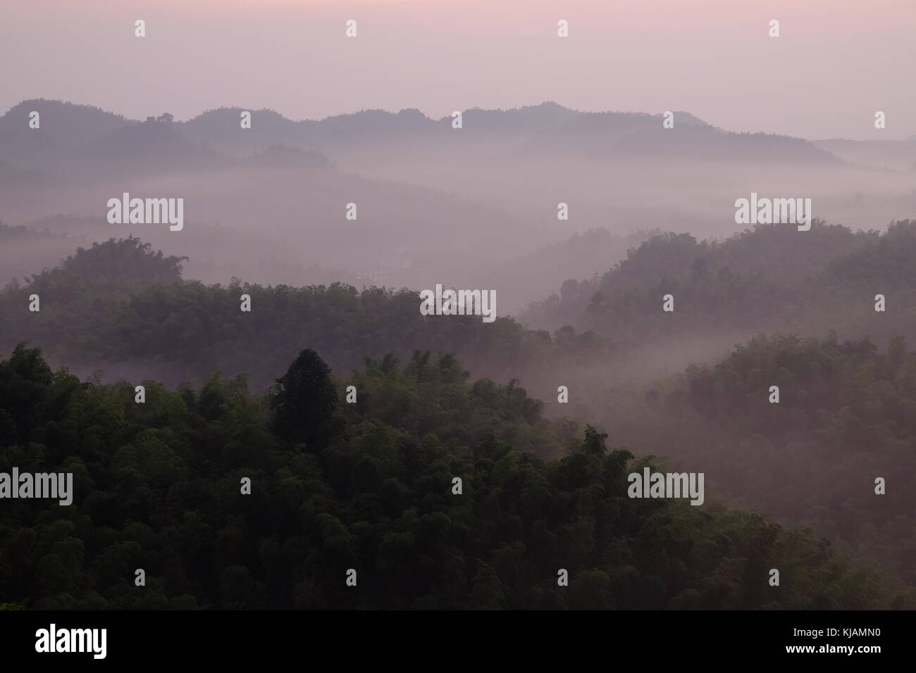 Pink sunrise over the sea of bamboo at the Shunan Bamboo Forest in Sichuan province at China Stock Photo