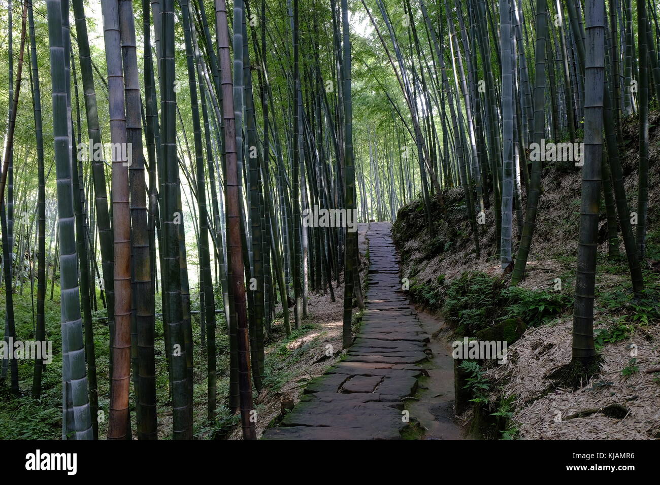 Pathway leading through the bamboo forest in the Shunan Bamboo Forest in Sichuan province in China Stock Photo