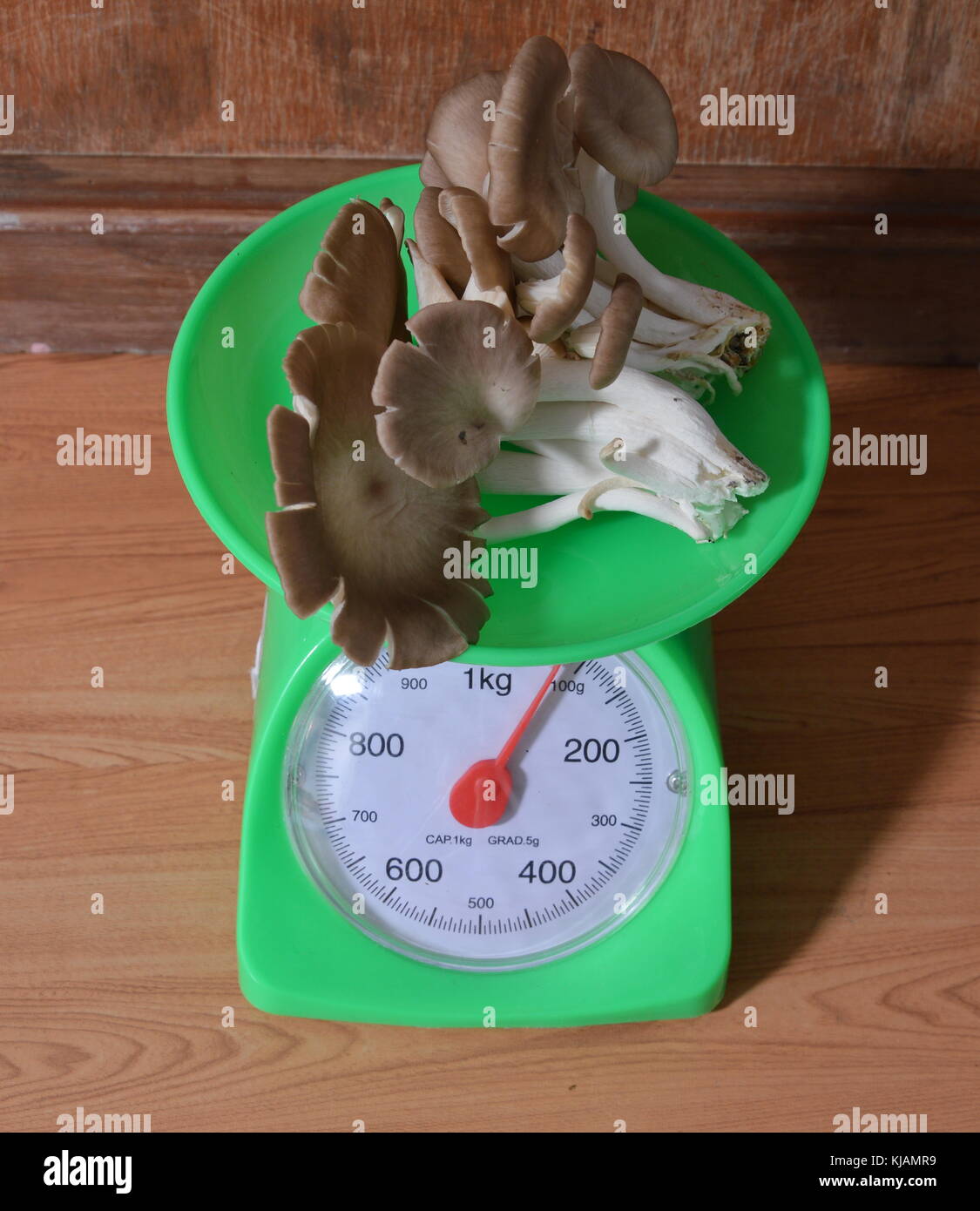Indian mushroom on green weighing scale Stock Photo Alamy