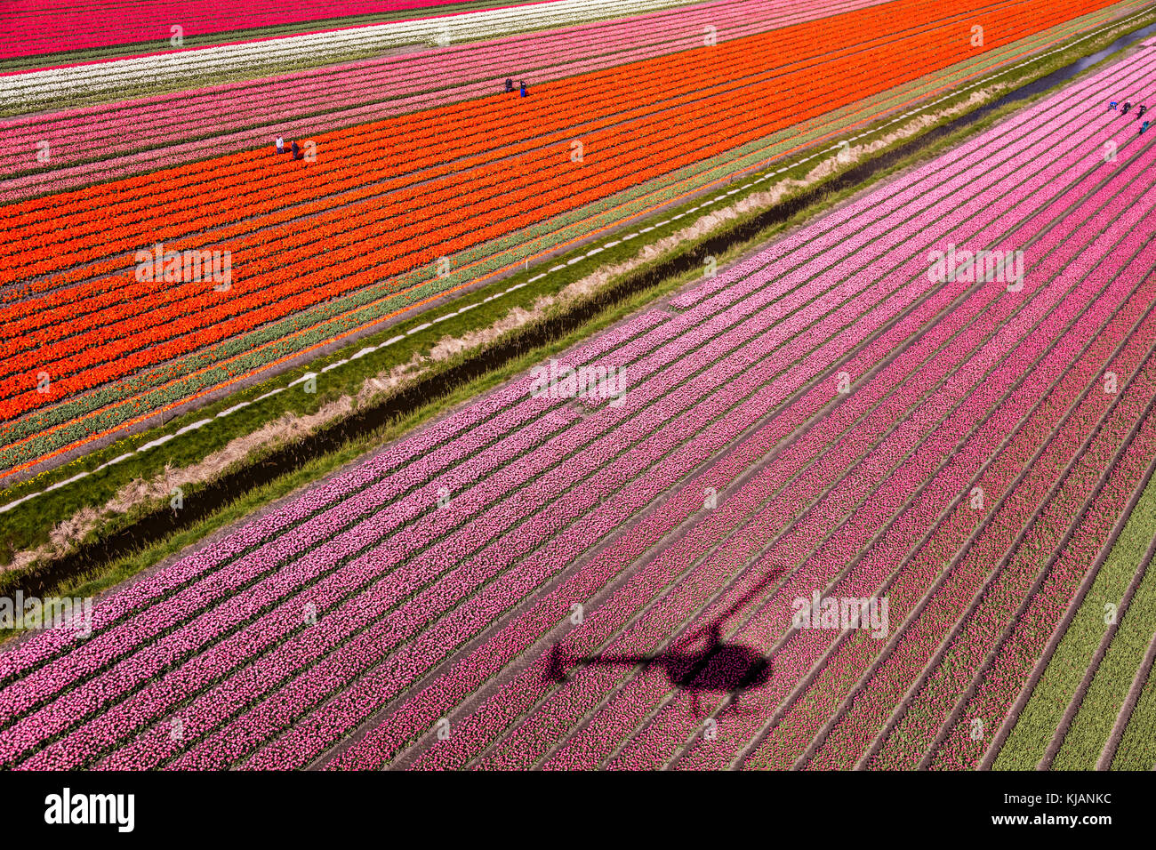 Aerial view of the tulip fields in North Holland, The Netherlands Stock ...