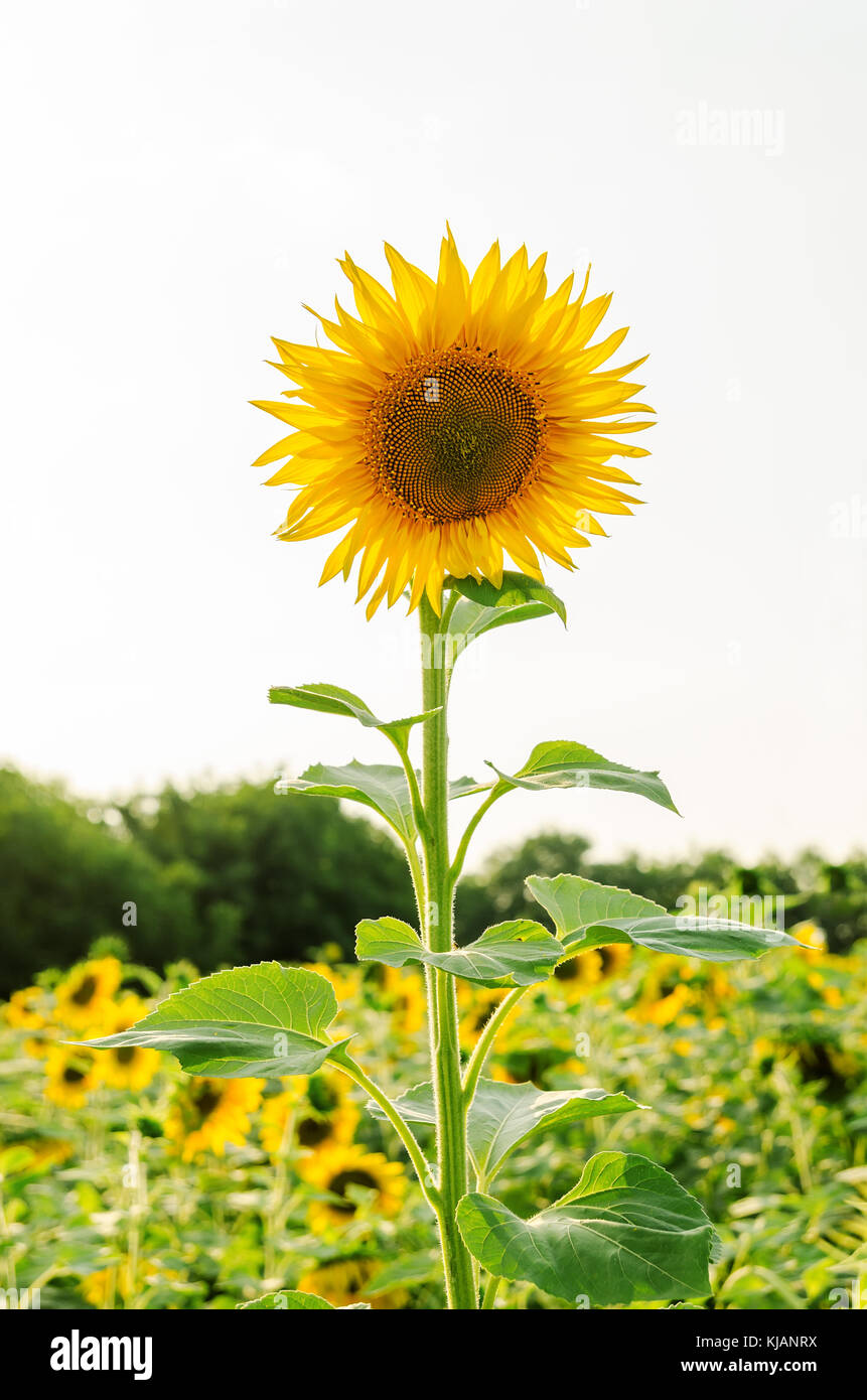 sunflower in field Stock Photo - Alamy
