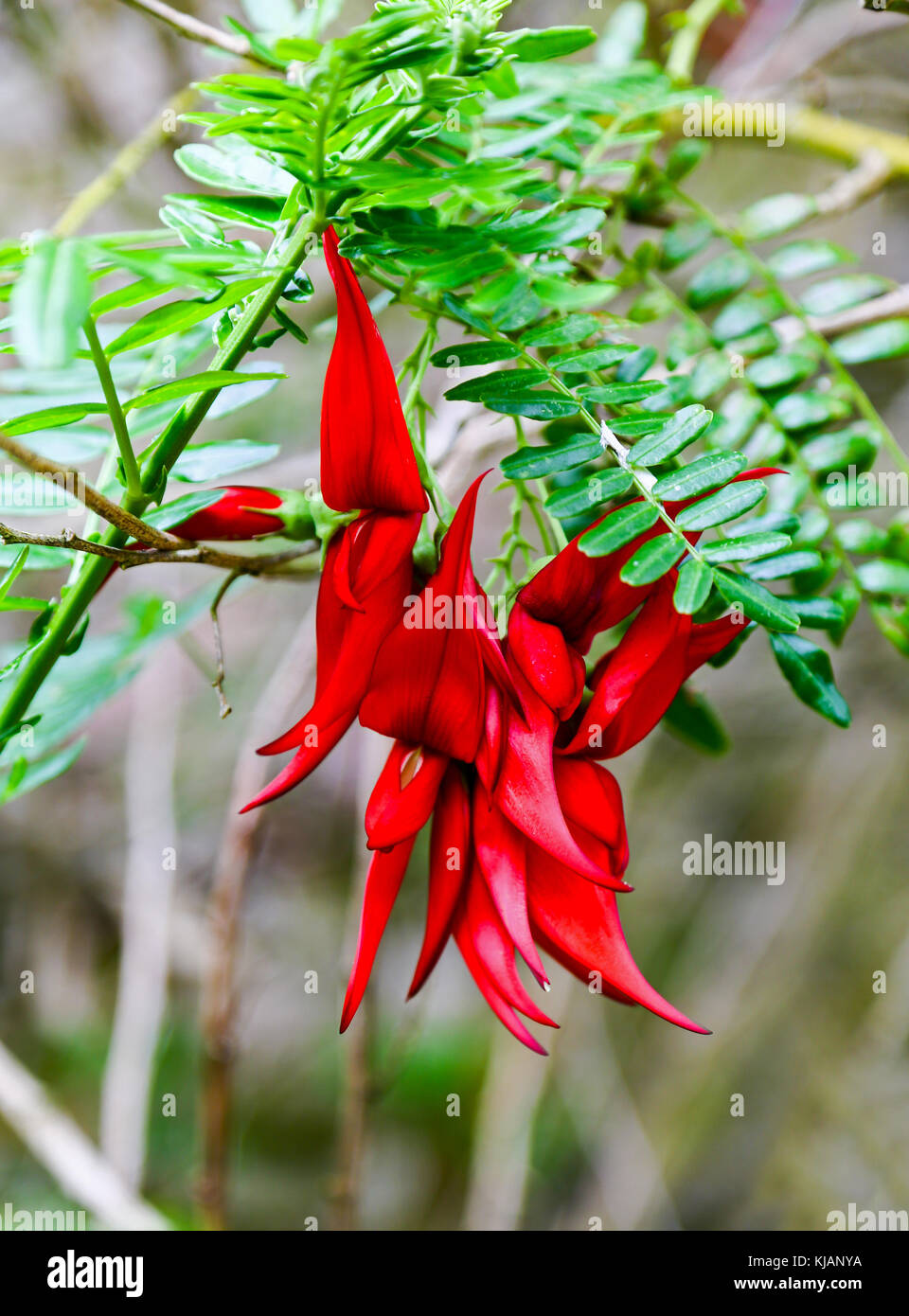 Clianthus puniceus, common name kaka beak, is a species of flowering plant in the genus Clianthus of the legume family Fabaceae, native to New Zealand Stock Photo