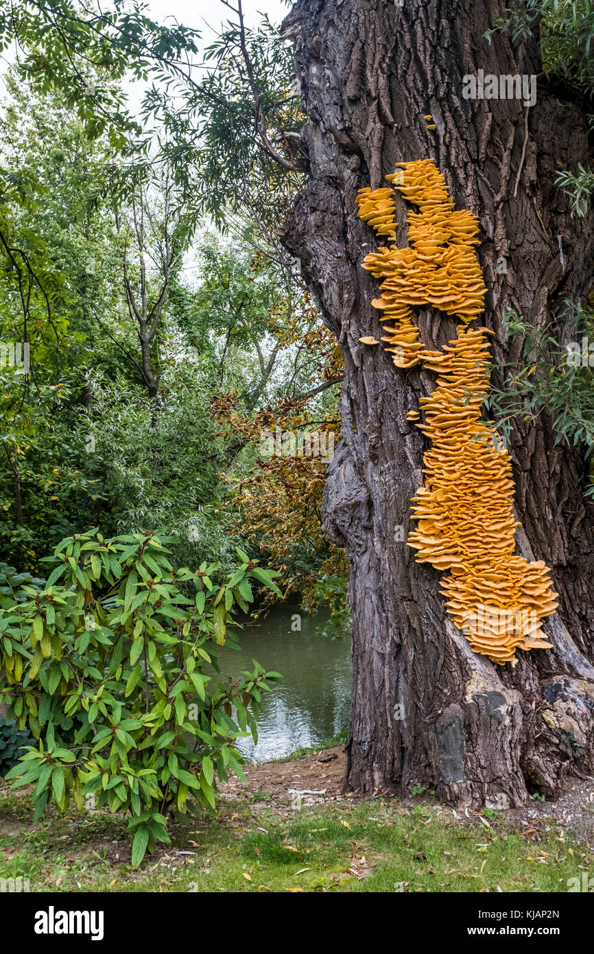 Yellow tree fungus hires stock photography and images Alamy