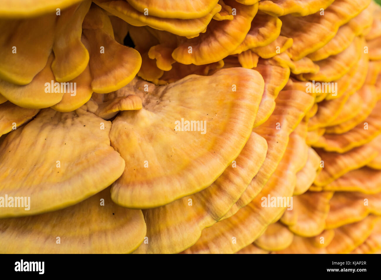 Detail of bracket fungus Laetiporus sulphureus or crab-of-the-woods on a tree Stock Photo