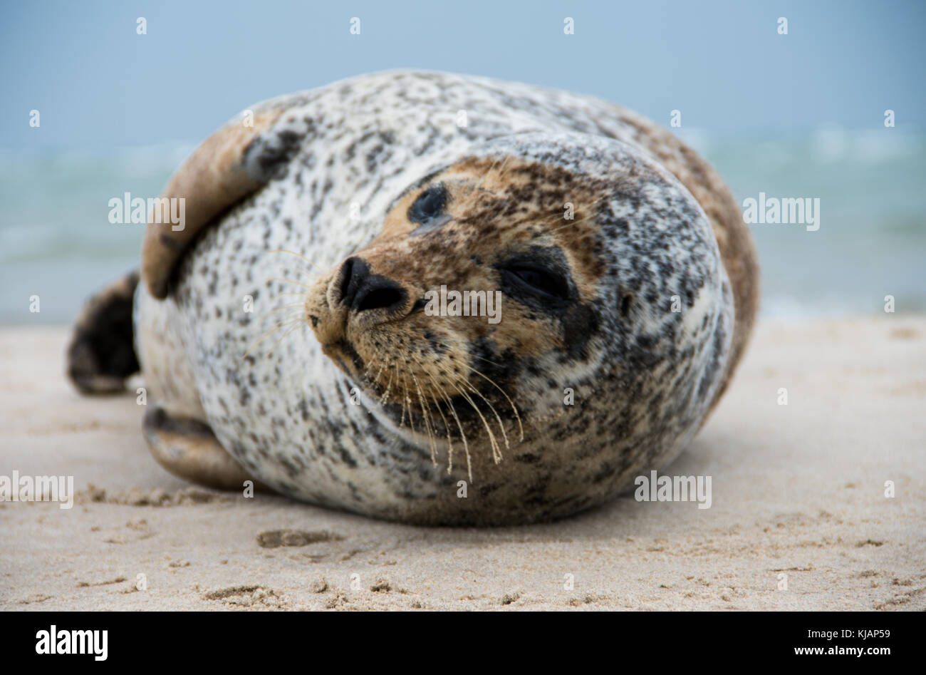 Seal resting on the beach Stock Photo - Alamy