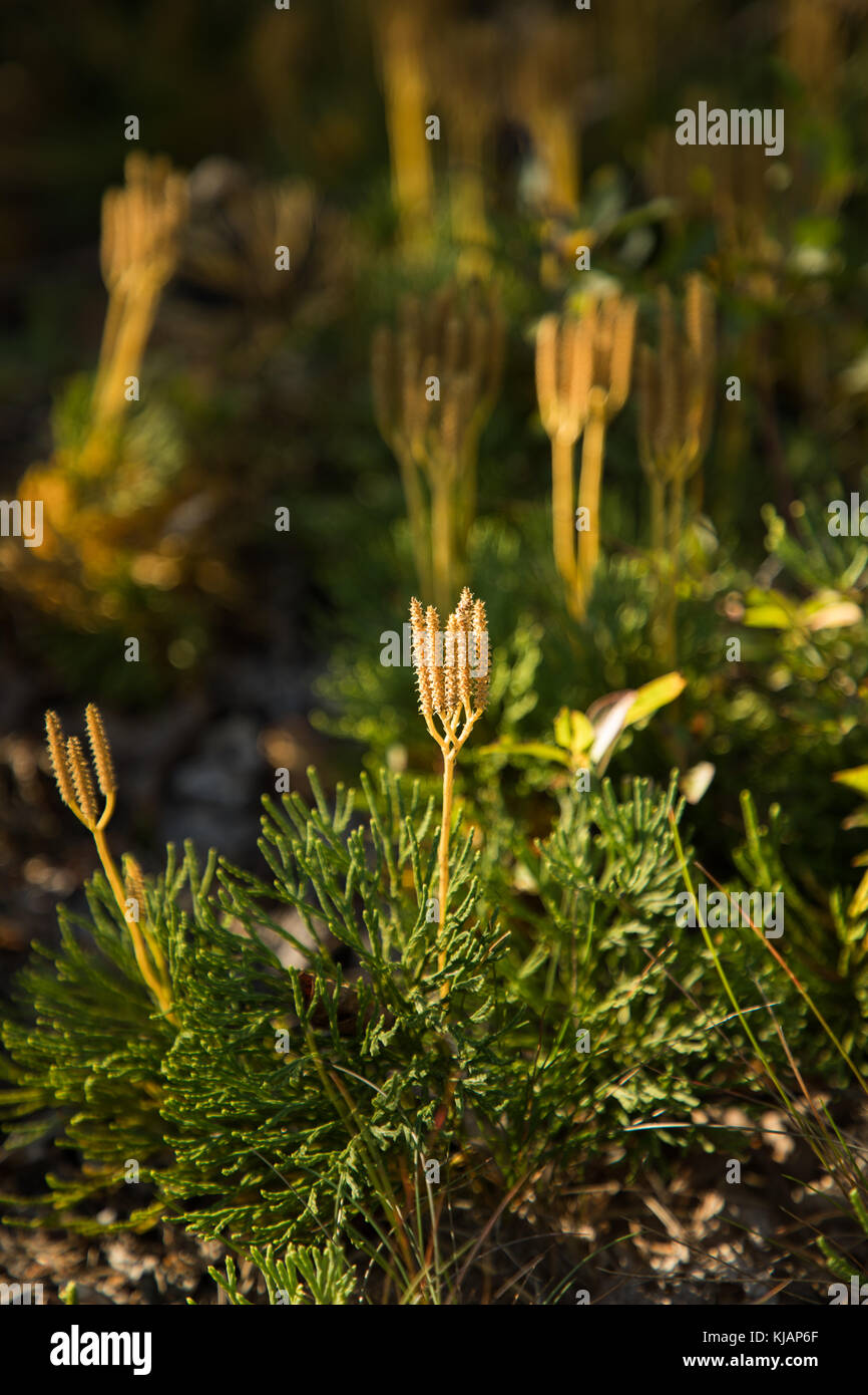 Diphasiastrum complanatum (northern ground-cedar) plant in soft sunlight Stock Photo