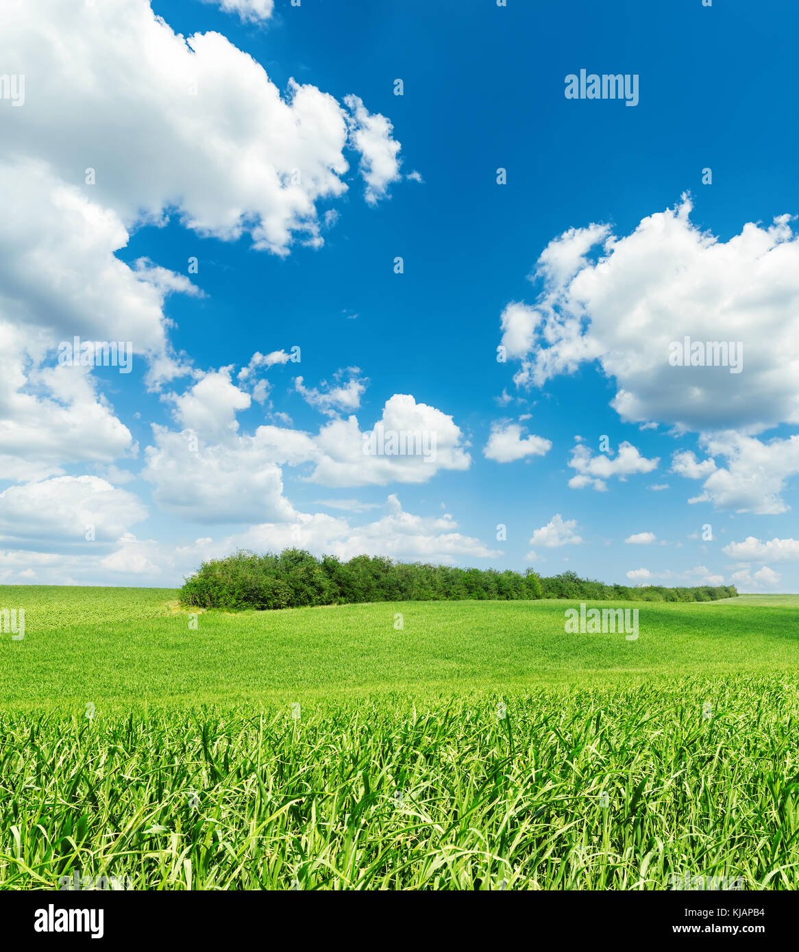 white clouds in blue sky and green grass field Stock Photo - Alamy