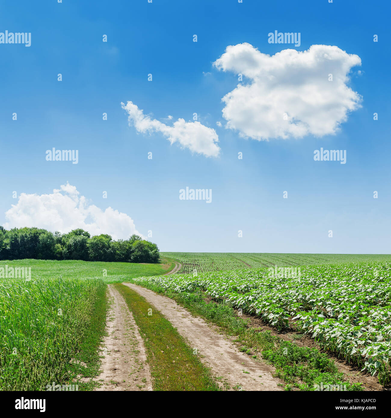 road in green fields and blue sky with clouds Stock Photo - Alamy