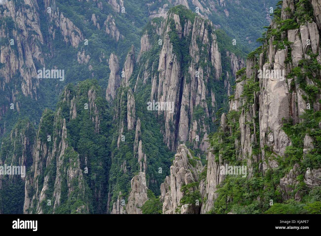 Rugged granite walls of Huangshan mountain covered by pine tree forests in the province of Anhui at China Stock Photo