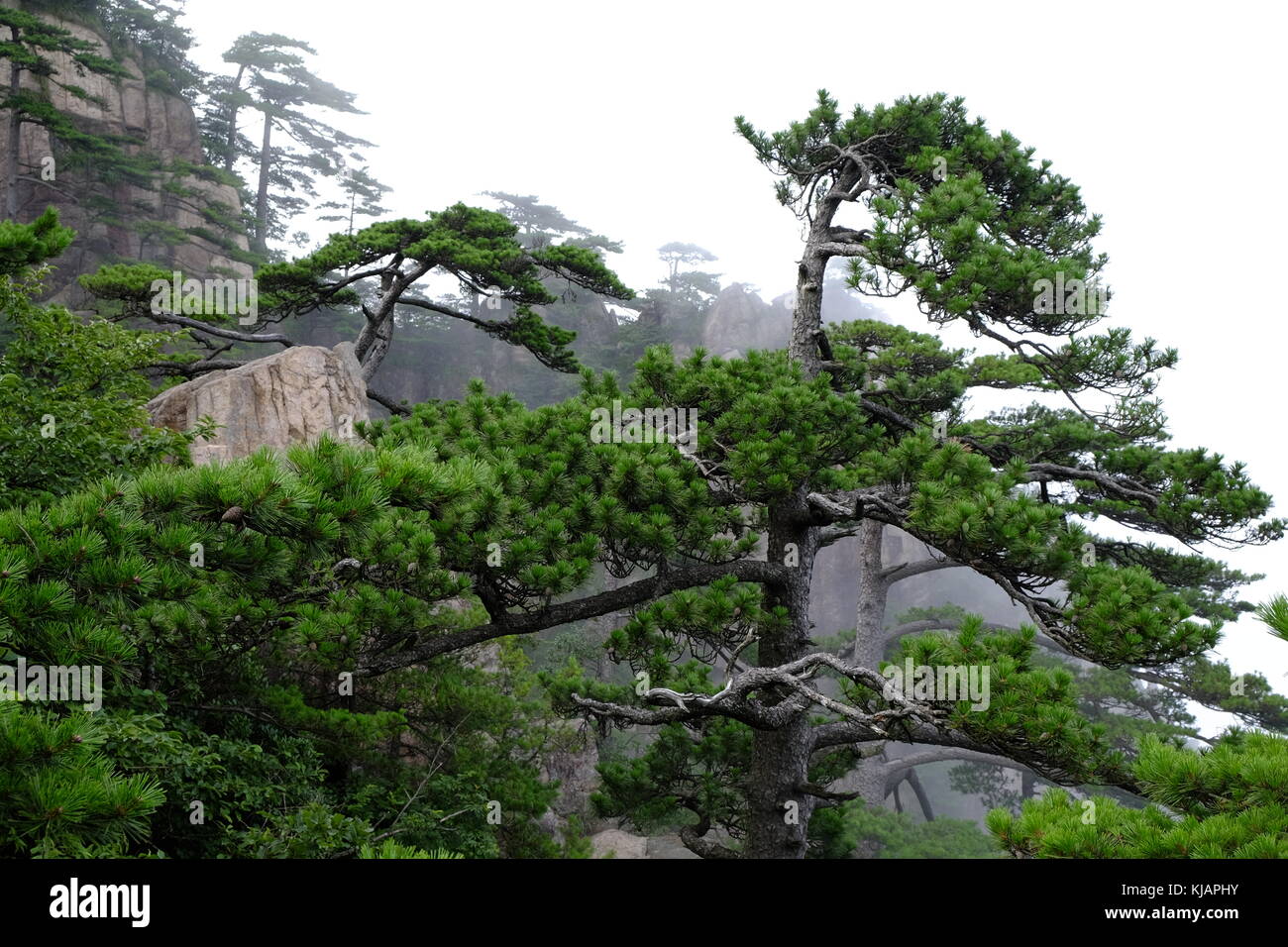 Twisted Pine Tree High Resolution Stock Photography and Images - Alamy