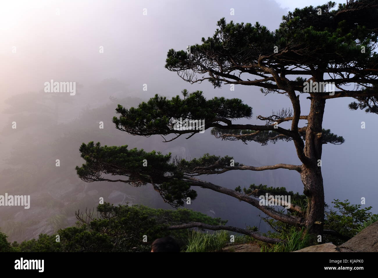 Twisted pine trees of the Huangshan mountains in China Stock Photo ...