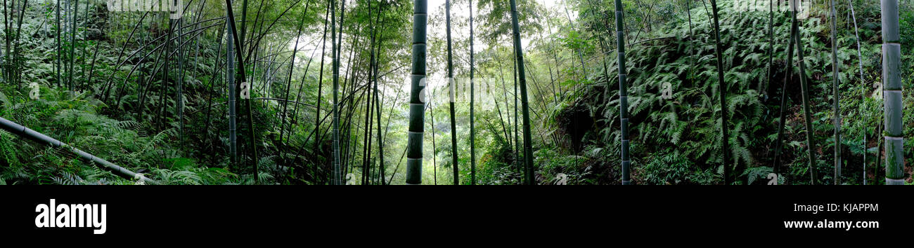 Panorama of the bamboo forest at the Shunan Bamboo Forest in Sichuan province in China Stock Photo