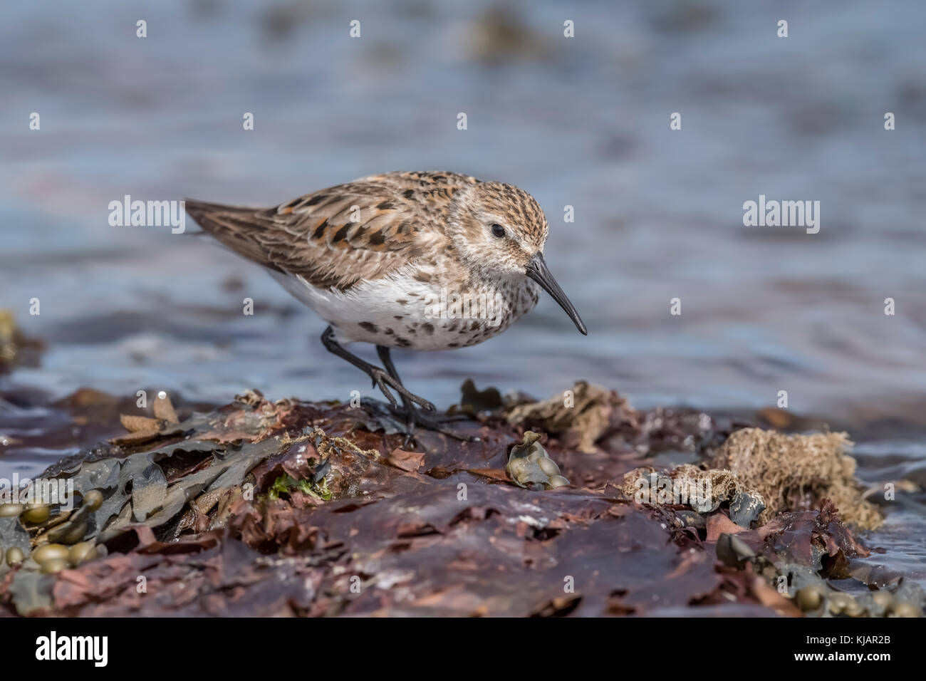 Dunlin on the shoreline at high tide Stock Photo - Alamy