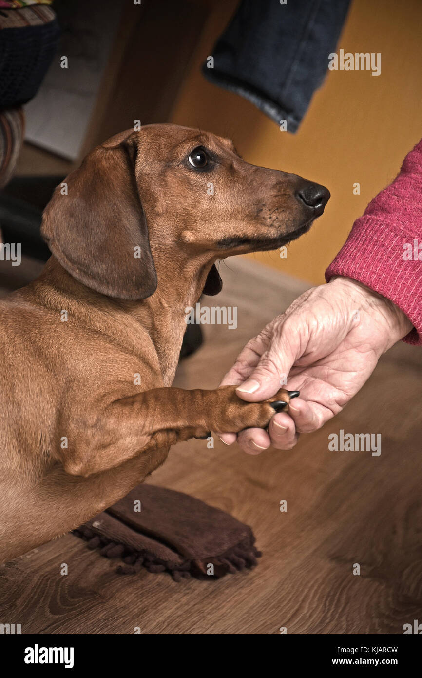Dachshund gives paw Stock Photo Alamy