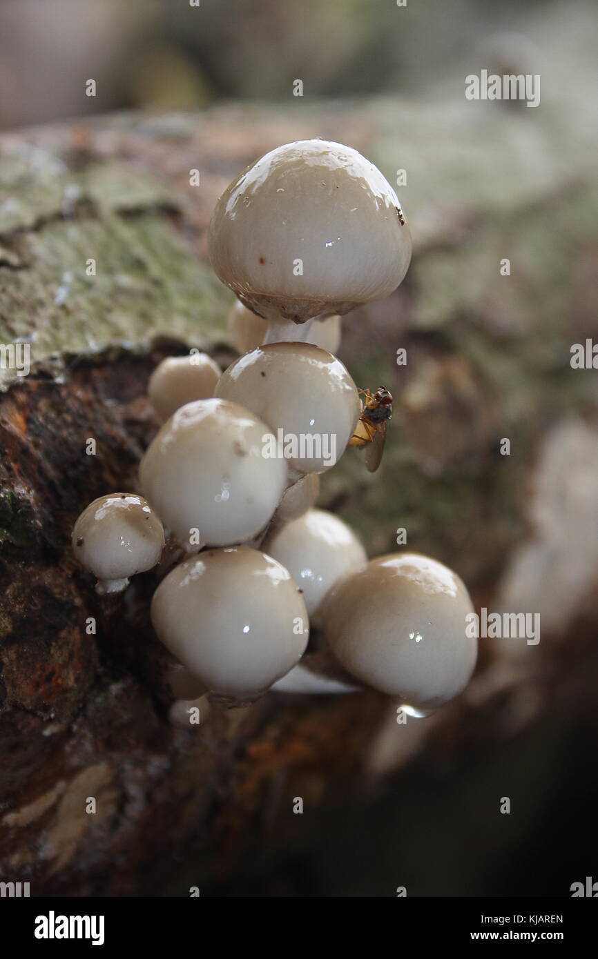 Oudermansiella mucida, Porcelain Fungus growing from a beech tree these are young fruit stems well wet and slimy before they open up flat Stock Photo