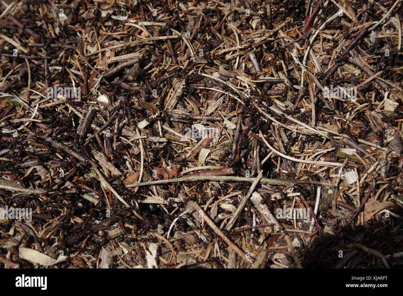 Wood Ant nest surface, with ants running around among the wood twigs, make an ideal screen background for either paper or computers. Stock Photo