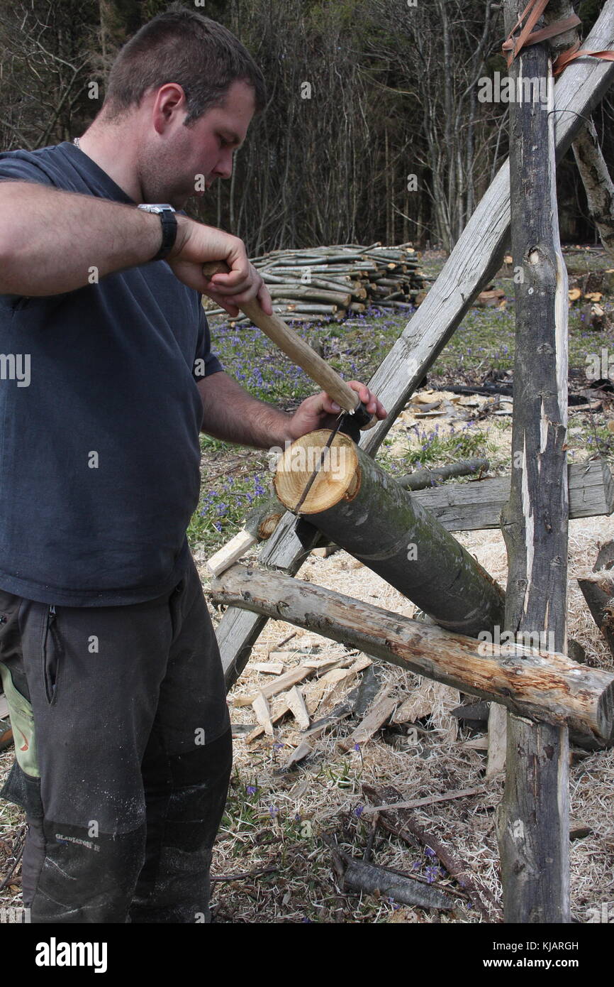 Young Woodman, splitting chestnut rounds to make fencing posts, with the use of a froe to split the post, froe just knocked in post end. Stock Photo