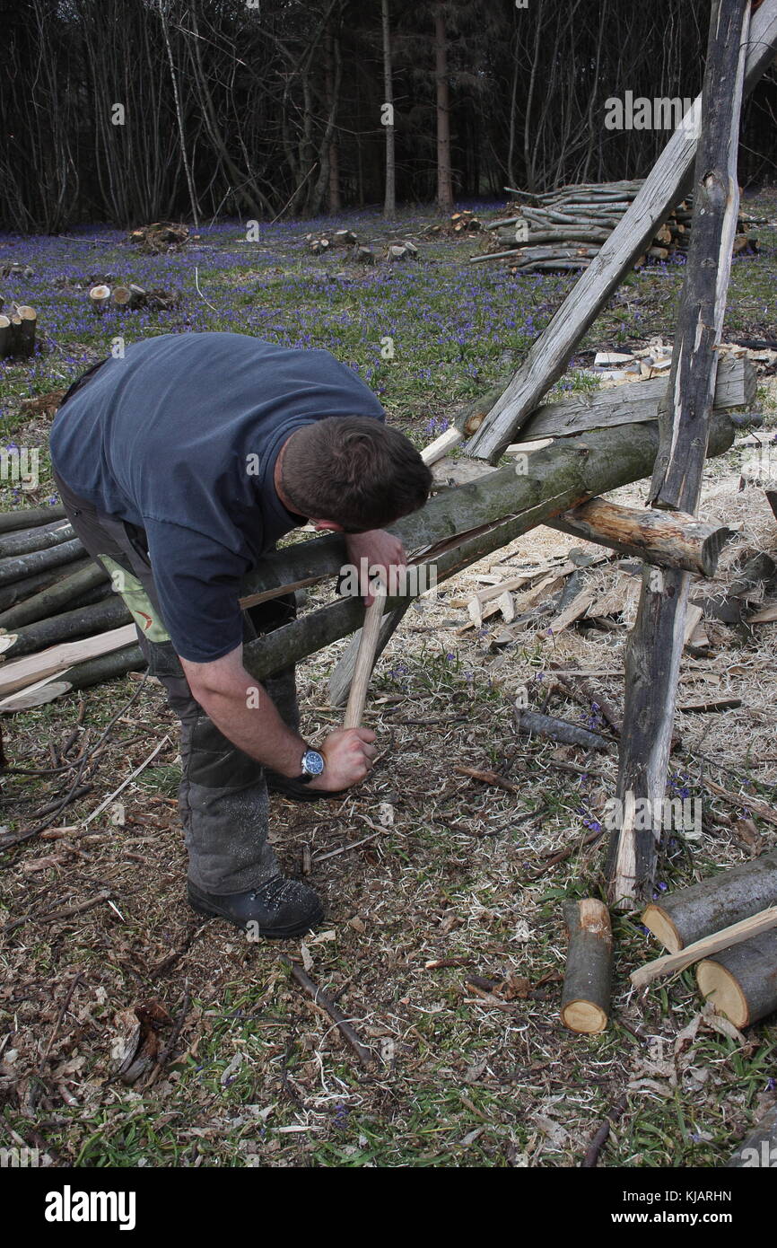 Young Woodman, splitting chestnut rounds to make fencing posts, with the use of a froe to split the post, a traditional method still used in woods. Stock Photo
