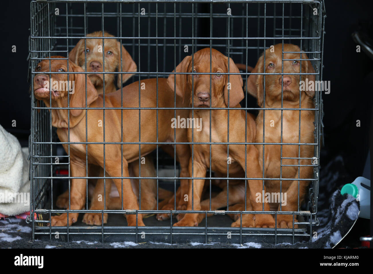 Hungarian Wirehaired Vizsla Puppies in a crate in the back of car