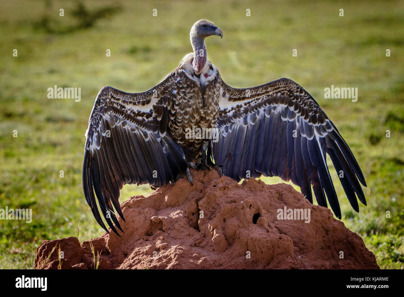 A very big vulture sitting on a termite hill drying its wings in the early  morning sun in Murchison Falls national park in Uganda. Currently threatene  Stock Photo - Alamy