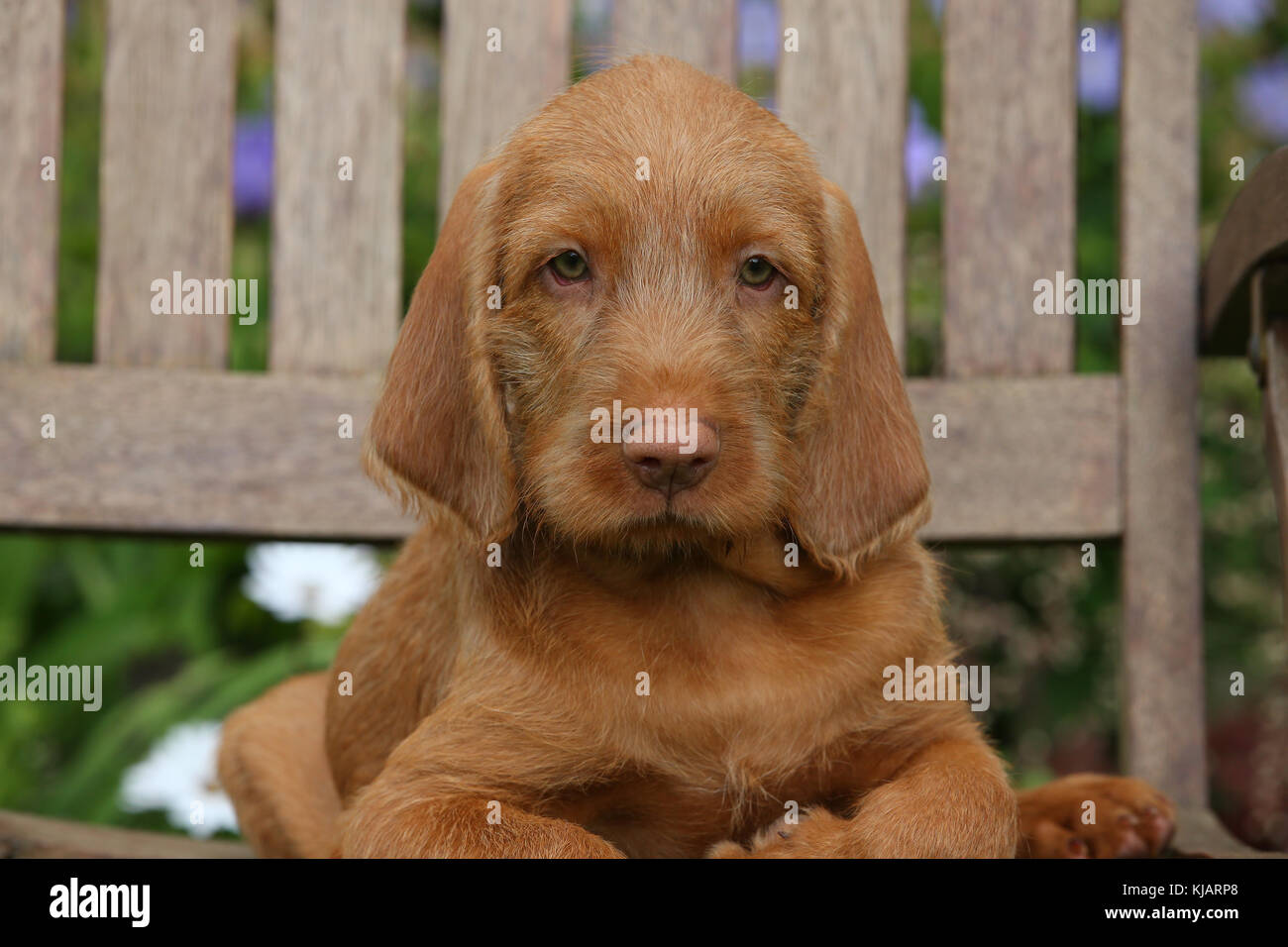 Hungarian Wirehaired Vizsla Puppy Stock Photo 166195296 Alamy