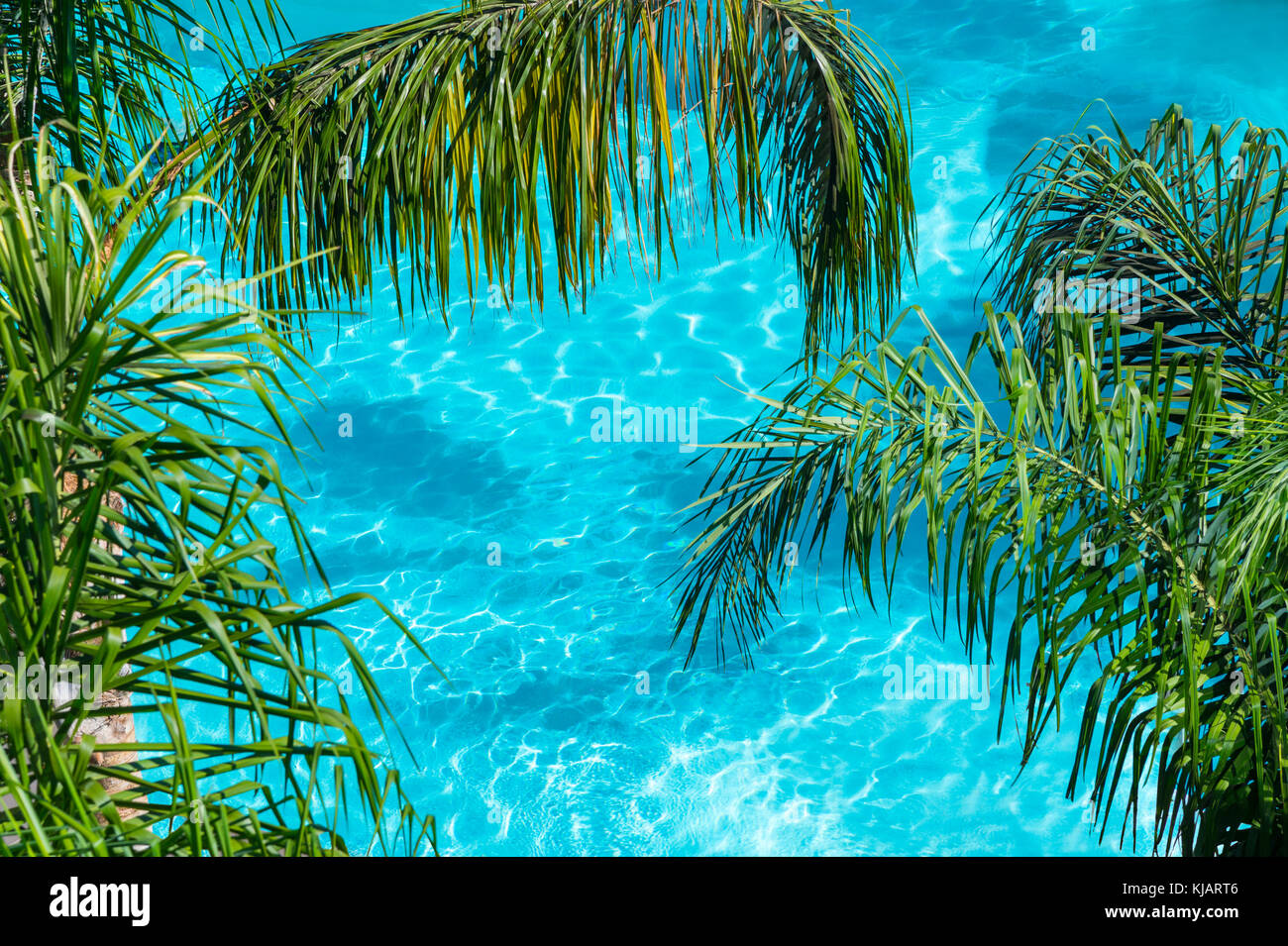 Overhead View Of Hotel Pool With Over Hanging Palm Trees Stock Photo