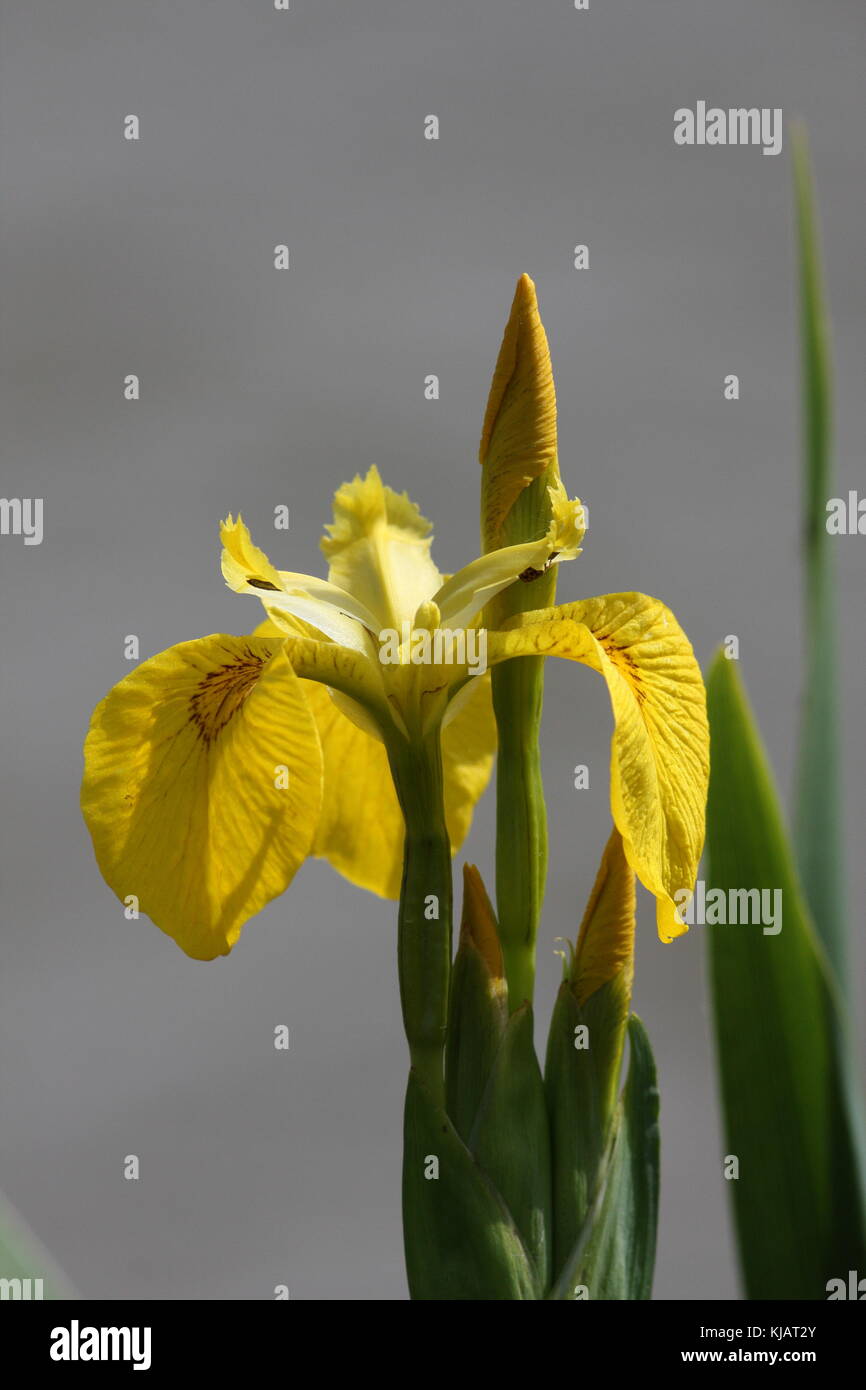 Iris pseudacorus, Yelow Iris a common water plant found throughout the uk, but needs wet area and likes it roots in water. Often found in clumps. Stock Photo