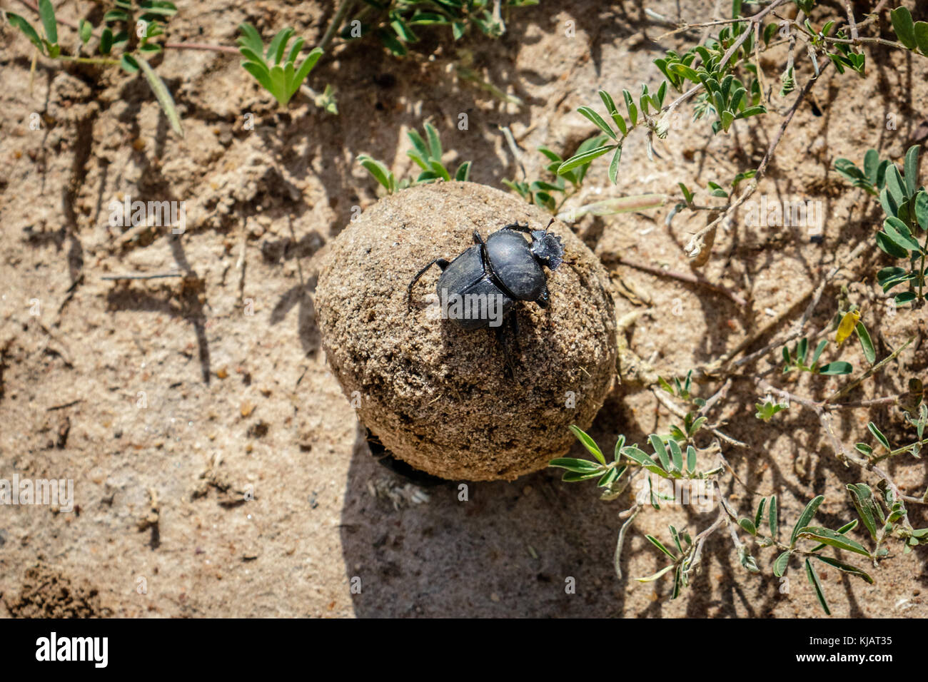 Ball of excrement rolled by a male dung beetle on the sand ground in the Murchison Falls National Park, Uganda in Africa. The female dung beetle is si Stock Photo