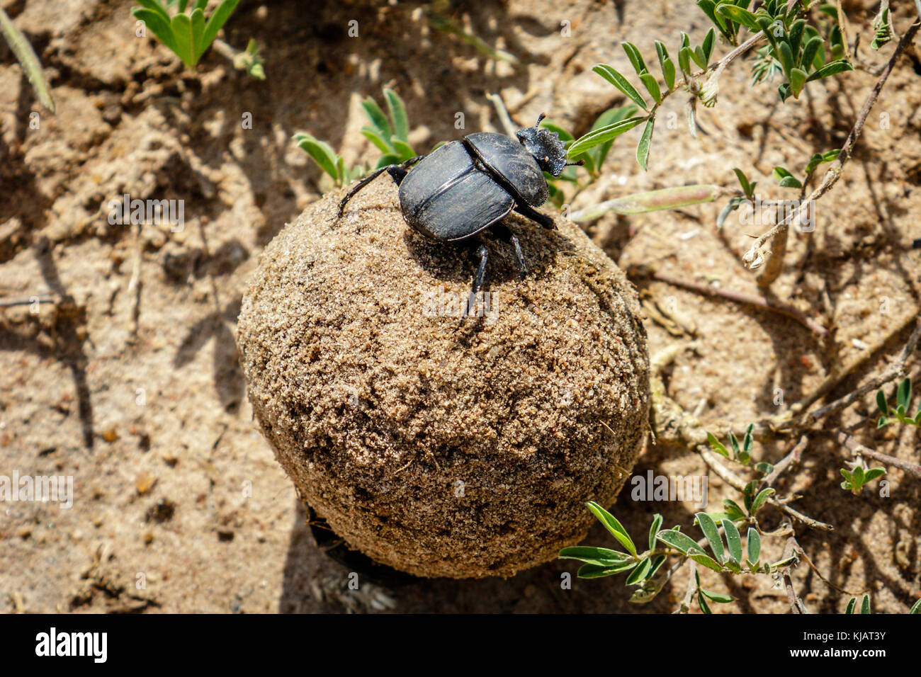Ball of excrement rolled by a male dung beetle on the sand ground in the Murchison Falls National Park, Uganda in Africa. The female dung beetle is si Stock Photo
