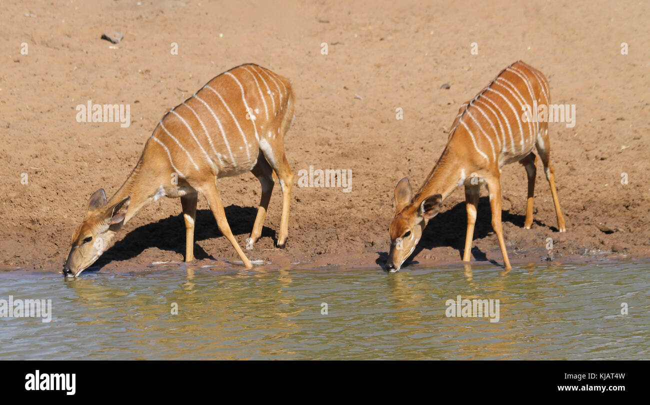 Kudu at the watering hole in Mkuze Game Reserve, South Africa Stock Photo