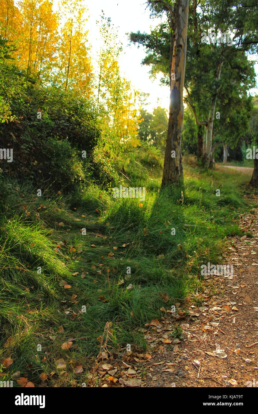 Green leafy forest and sunlight in the morning Stock Photo - Alamy