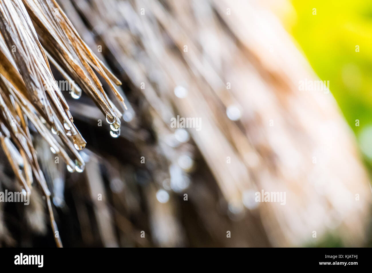 Water dripping from the roof of a house, made of leaves. focus is the dew Stock Photo