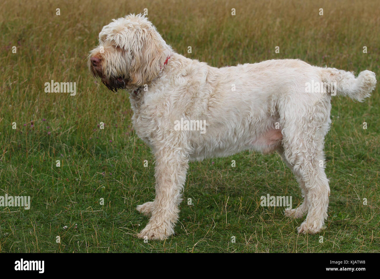 Italian Spinone dog standing on grass panting Stock Photo Alamy