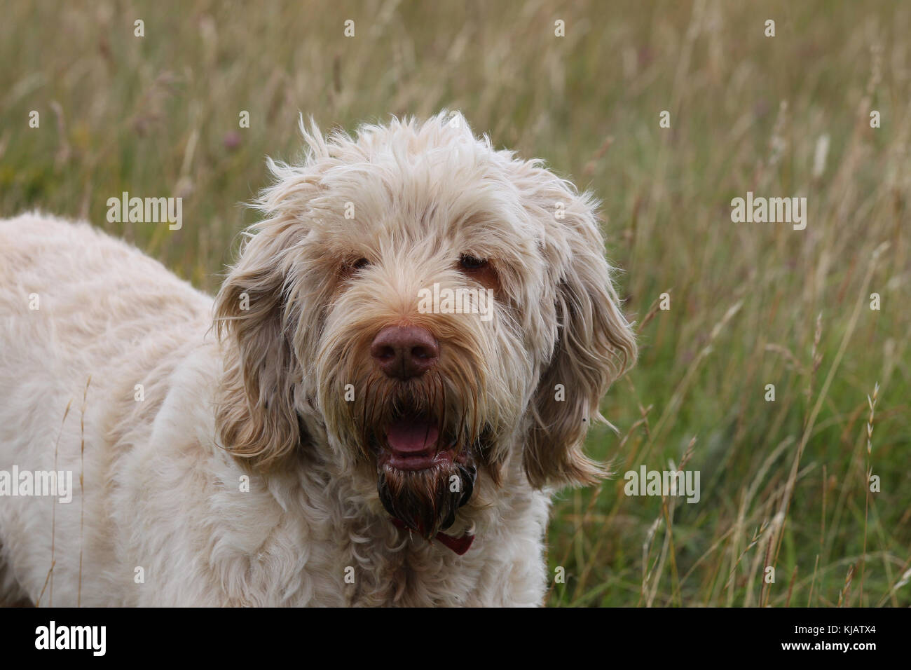 how long is a spinone italiano