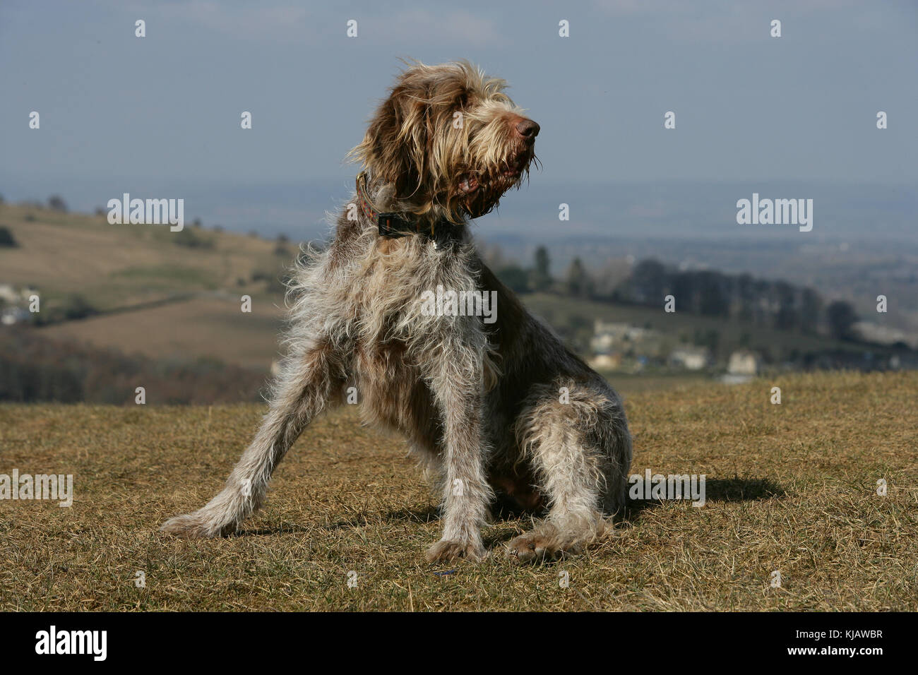 Italian Spinone Stock Photo 166196571 Alamy